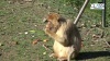 Immersion dans le Parc animalier d'Auvergne