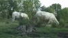 Petite histoire d'un batelier sur le Marais poitevin  