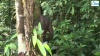 Guyane : première immersion en forêt profonde amazonienne (Vidéo)