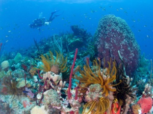 © Tourisme La Dominique © Tourisme La Dominique