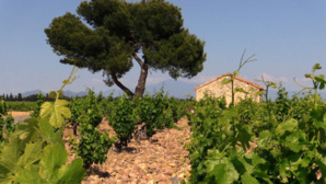 Vignoble de Château-Neuf-du-Pape - © JL Corgier