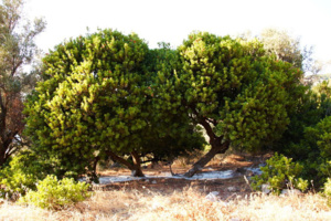 Lentisques - © D.R. Lentisques - © D.R.