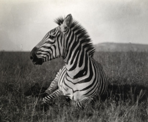 © National Geographic - Carl E. Akeley