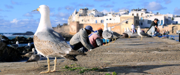 Essaouira, ville phare…