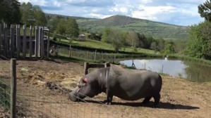 Immersion dans le Parc animalier d'Auvergne Immersion dans le Parc animalier d'Auvergne