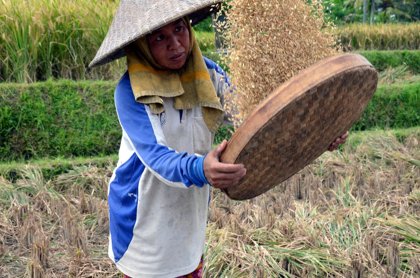 Travail dans les rizières sur l'île de Bali © D. Raynal