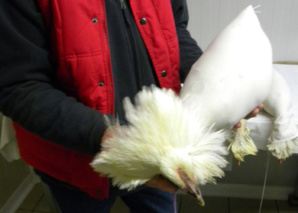 Poularde apprêtée pour le concours ou l'étal du volailler - © H. Gouleret Poularde apprêtée pour le concours ou l'étal du volailler - © H. Gouleret