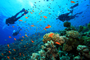 Plongée en apnée dans le récif de corail - © D.R.