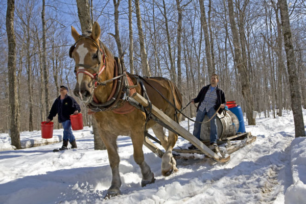 Les cabanes à sucre au Québec, traditions gourmandes