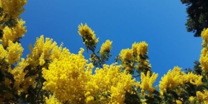 Mimosa en fleur - © T. Plassais/swing-feminin.com