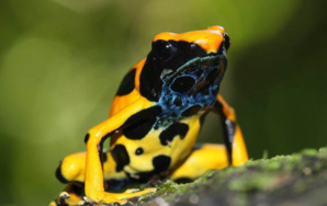 Dendrobates tinctorius, forme jaune - © V. Rufray - Biotope Dendrobates tinctorius, forme jaune - © V. Rufray - Biotope
