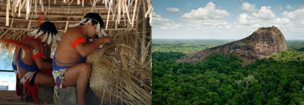 L'extraordinaire biodiversité du Parc Amazonien de Guyane