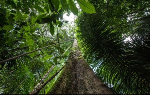 Nouveau site pour le Parc Amazonien de Guyane