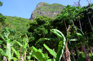 Le Gros et Petit Piton sont inscrits au patrimoine mondial de l'Unesco  - © D. Raynal Le Gros et Petit Piton sont inscrits au patrimoine mondial de l'Unesco  - © D. Raynal