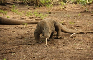 Indonésie : ​Le Parc national de Komodo restera ouvert au public