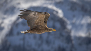 Aigles du Léman - © Christian Pfahl Aigles du Léman - © Christian Pfahl