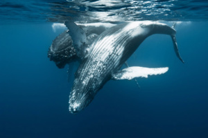 Les baleines et les tortues de retour à La Réunion