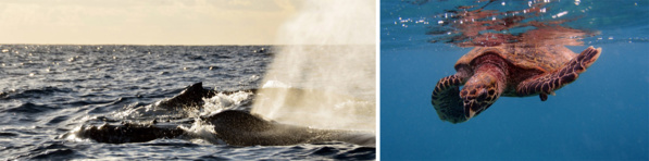 Les baleines et les tortues de retour à La Réunion
