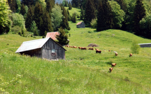 Alpage dans le Massif des Bauges - © OT des Bauges