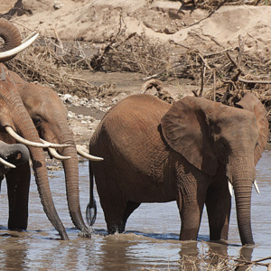 Les Français bienvenus en Tanzanie