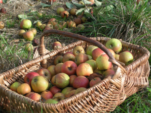 Croquez la pomme dans l’Orne