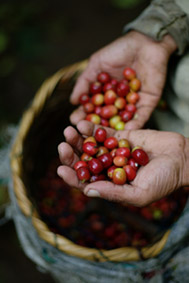 Crédit photo : OT Honduras Crédit photo : OT Honduras