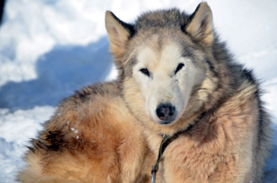 Alternative au ski alpin, notamment en cette période de pandémie, une balade de quelques minutes ou de quelques heures avec des chiens de traineau en communion parfaite avec la nature constituera l’un de vos plus beaux souvenirs de vacances à la neige. © David Raynal