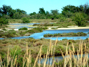 Parc régional de Camargue