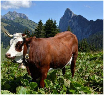La Route des Fromages de Savoie, richesse du pays savoyard La Route des Fromages de Savoie, richesse du pays savoyard