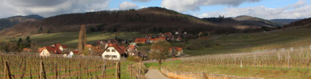 Vignoble d'Alsace   © David Raynal