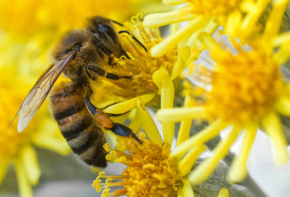 Marseille : Congrès Mondial de la Nature…