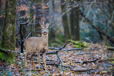 Chevreuil dans la forêt de Ploërdut - © Vincent Rannou