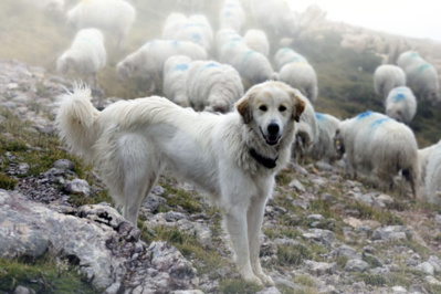 troupeau sous la bonne garde de Patou à Urdos (GAEC de l’Aouda) - © Sixquatredeux troupeau sous la bonne garde de Patou à Urdos (GAEC de l’Aouda) - © Sixquatredeux