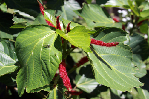 © David Raynal © David Raynal