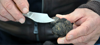 Le canifage est une opération qui consiste à prélever une petite partie de la truffe, et permet d'écarter les sujets véreux et boisés, ainsi que les truffes immatures ou gelées @ David Raynal Le canifage est une opération qui consiste à prélever une petite partie de la truffe, et permet d'écarter les sujets véreux et boisés, ainsi que les truffes immatures ou gelées @ David Raynal