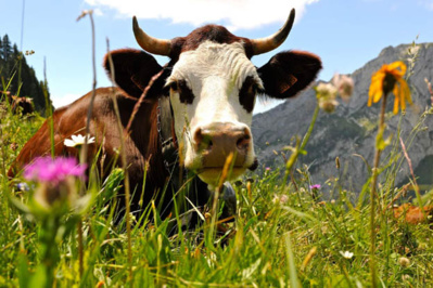 Une race de vache particulièrement bien adaptée au climat et à la vallée d’Abondance - © DR