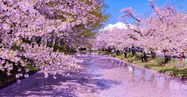Sakura no Judan (tapis de fleurs de cerisier), à la surface des douves du château de Hirosaki - © Tohoku Tourism Promotion Organization Sakura no Judan (tapis de fleurs de cerisier), à la surface des douves du château de Hirosaki - © Tohoku Tourism Promotion Organization