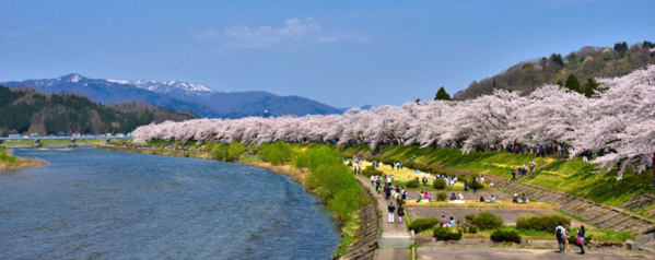 Dans le parc de Kakunodate, les rangées de cerisiers qui s’étirent sur 2 km sont désignées comme beauté nationale - © Tohoku Tourism Promotion Organization