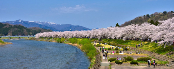 Dans le parc de Kakunodate, les rangées de cerisiers qui s’étirent sur 2 km sont désignées comme beauté nationale - © Tohoku Tourism Promotion Organization Dans le parc de Kakunodate, les rangées de cerisiers qui s’étirent sur 2 km sont désignées comme beauté nationale - © Tohoku Tourism Promotion Organization
