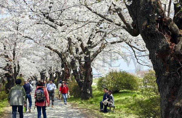 Le parc Kitakami Tenshochi - © Tohoku Tourism Promotion Organization - Le parc Kitakami Tenshochi - © Tohoku Tourism Promotion Organization -