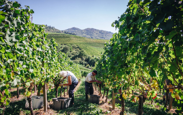 Participation au travail quotidien des vignerons - © Jens Großkreuz - Schwarzwald Tourimus