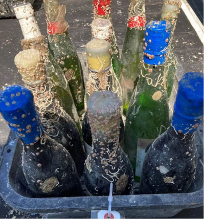 Les premières bouteilles de saké, après 6 mois d'immersion - © DR Les premières bouteilles de saké, après 6 mois d'immersion - © DR