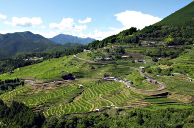 Les rizières de la région - © DR Les rizières de la région - © DR