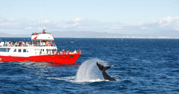 Croisière à la rencontre des baleines - © DR