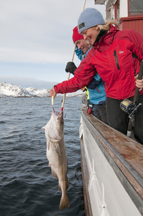 Aujourd’hui encore, les captures de skrei se font à la ligne, au chalut de fond ou au chalut pélagique, à des heures précises, selon des volumes autorisés et rapidement avant que le poisson ne regagne l’océan (Crédit photo Tourism Norway).  - © Tourism Norway