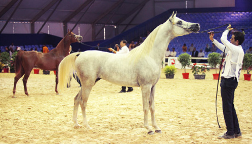 Le Salon du Cheval d’El Jadida mise sur le tourisme équestre au Maroc Le Salon du Cheval d’El Jadida mise sur le tourisme équestre au Maroc