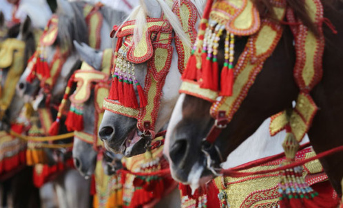 Le Salon du Cheval d’El Jadida mise sur le tourisme équestre au Maroc