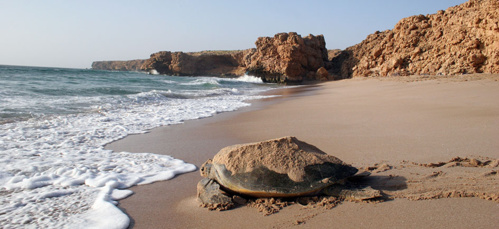 Plage de Ras Al Jinz - © OT Oman Plage de Ras Al Jinz - © OT Oman