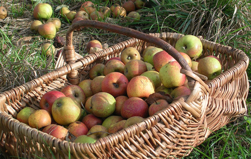 Le verger breton correspond à 25 % du verger national - © CRT de l'Orne Le verger breton correspond à 25 % du verger national - © CRT de l'Orne