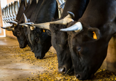 © Domaine de Rymska © Domaine de Rymska